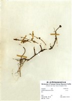 藏品(玉山艾)的圖片